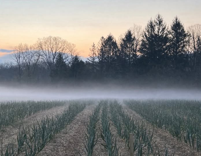 Morning mist