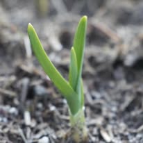 Garlic spring emergence