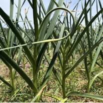 Garlic scape development